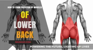 Mastering Palpation: A Guide to Identifying Lower Back Muscles