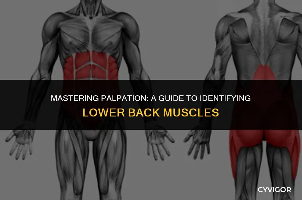 how to learn palpation of muscles of lower back