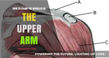 Mastering Upper Arm Muscles: Effective Techniques for Learning and Memorization
