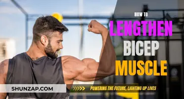 Building Longer Biceps: Strategies for Muscle Growth