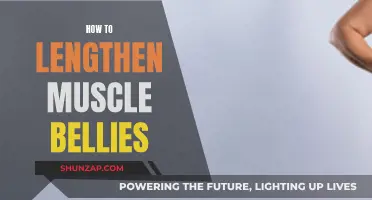 Lengthening Muscle Bellies: Techniques for Optimal Muscle Growth