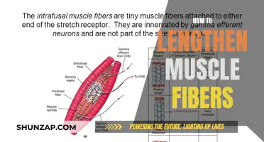 Lengthening Muscle Fibers: Effective Strategies for Optimal Results
