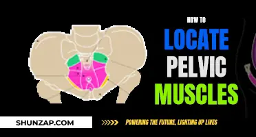 Locating Pelvic Muscles: A Guide to Finding Your Core Strength