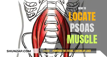 Locating the Psoas Muscle: A Step-by-Step Guide