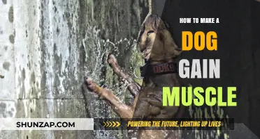 Effective Strategies for Building Muscle Mass in Your Dog