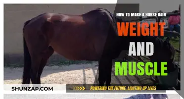 Effective Strategies for Building Muscle and Weight in Horses