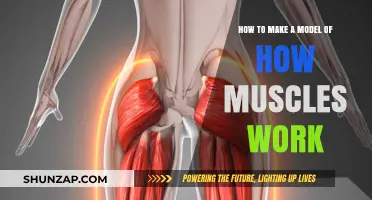 Crafting a Functional Muscle Model: A Step-by-Step Guide
