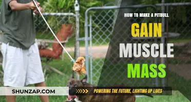 Effective Muscle-Building Strategies for Your Pitbull's Strength and Health