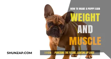 Healthy Puppy Weight Gain: Building Muscle and Strength Safely