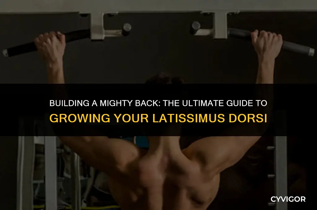 how to make big back muscle