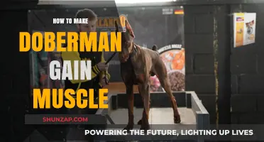 Effective Muscle-Building Strategies for Your Doberman's Strength and Health