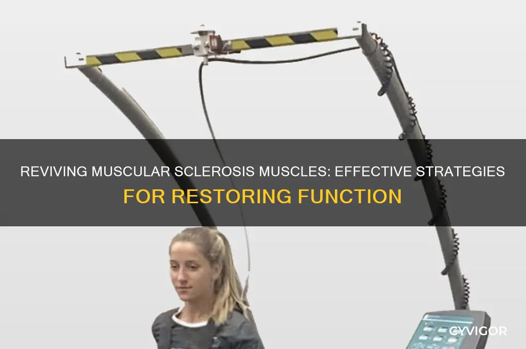 how to make muscular sclerosis muscles work again
