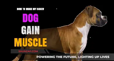Effective Muscle-Building Tips for Your Boxer Dog's Strength and Health