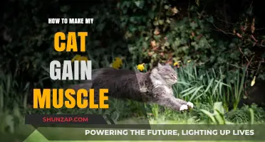 Building Feline Strength: Effective Tips for Your Cat's Muscle Gain