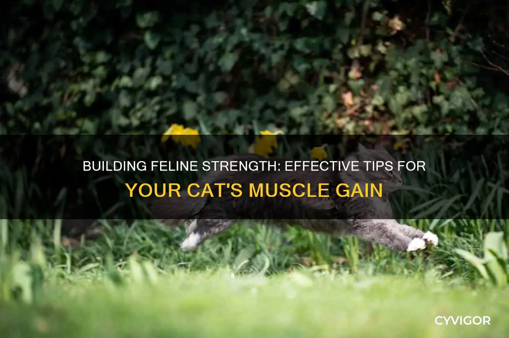 how to make my cat gain muscle