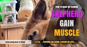 Effective Muscle-Building Tips for Your German Shepherd's Strength and Health