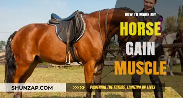 Effective Strategies to Build Muscle Mass in Your Horse