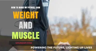 Building Muscle Mass: Effective Strategies for Your Pitbull's Weight Gain