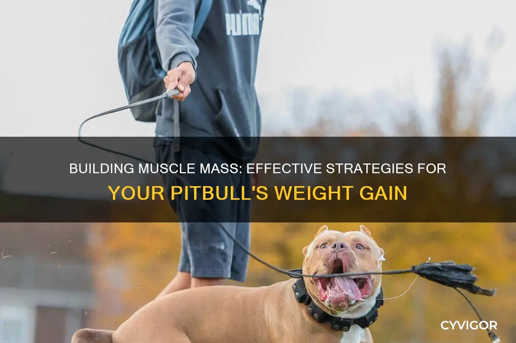 how to make my pitbull gain weight and muscle