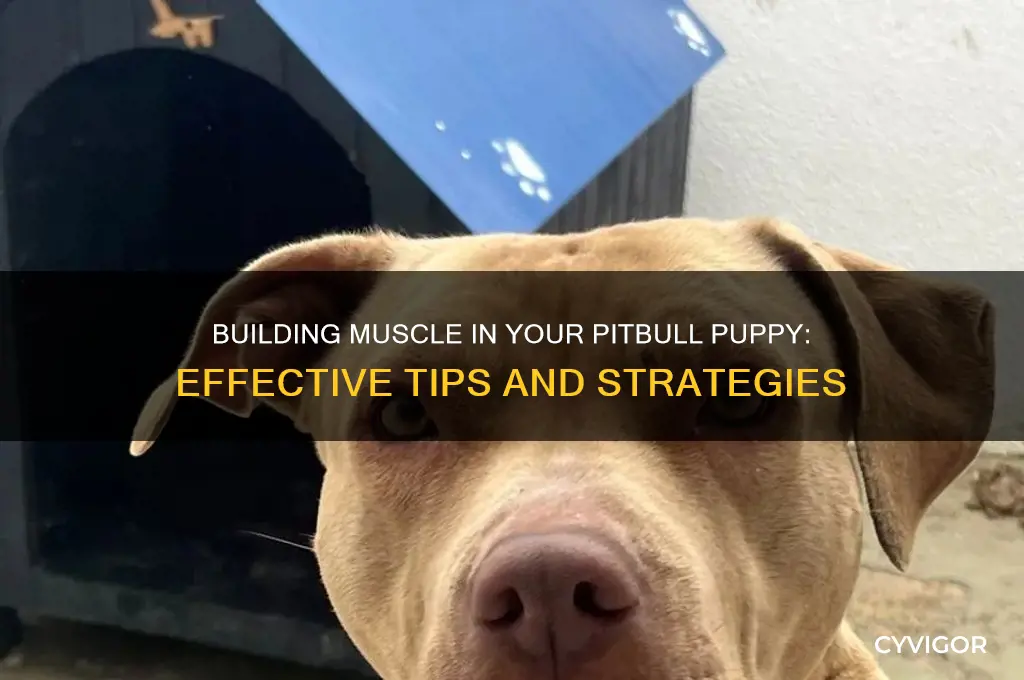how to make my pitbull puppy gain muscle