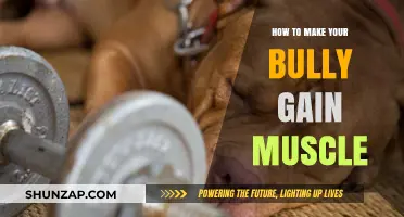 Effective Muscle-Building Strategies for Your Bully's Strength and Health