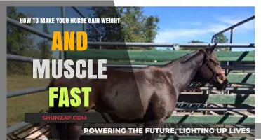 Effective Strategies for Rapid Horse Weight Gain and Muscle Building