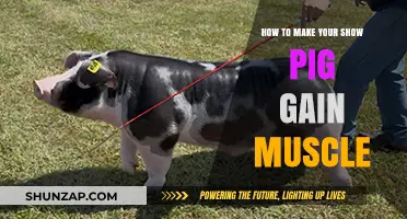 Effective Strategies for Building Muscle in Your Show Pig