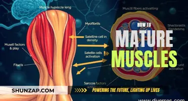 Building Muscle Strength: Strategies for Developing Mature Muscles