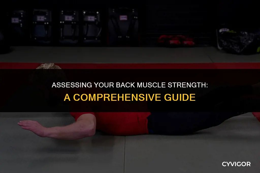 how to measure back muscle strength