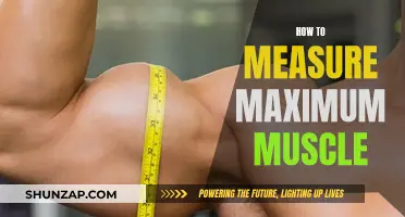 Building Muscle: Maximizing Your Body's Potential