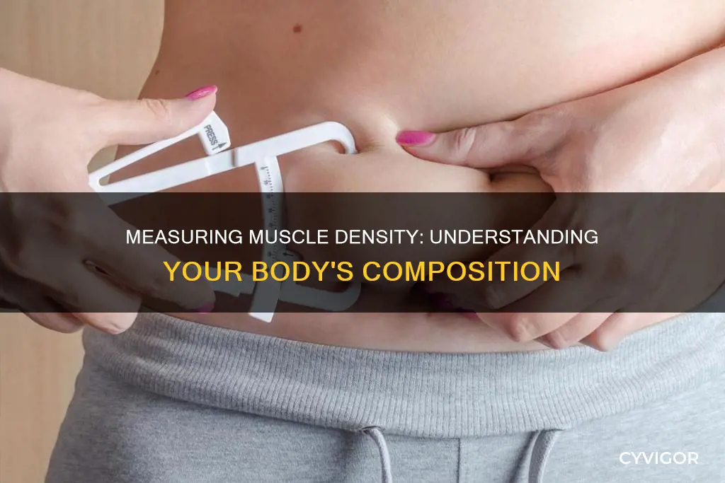 how to measure muscle density