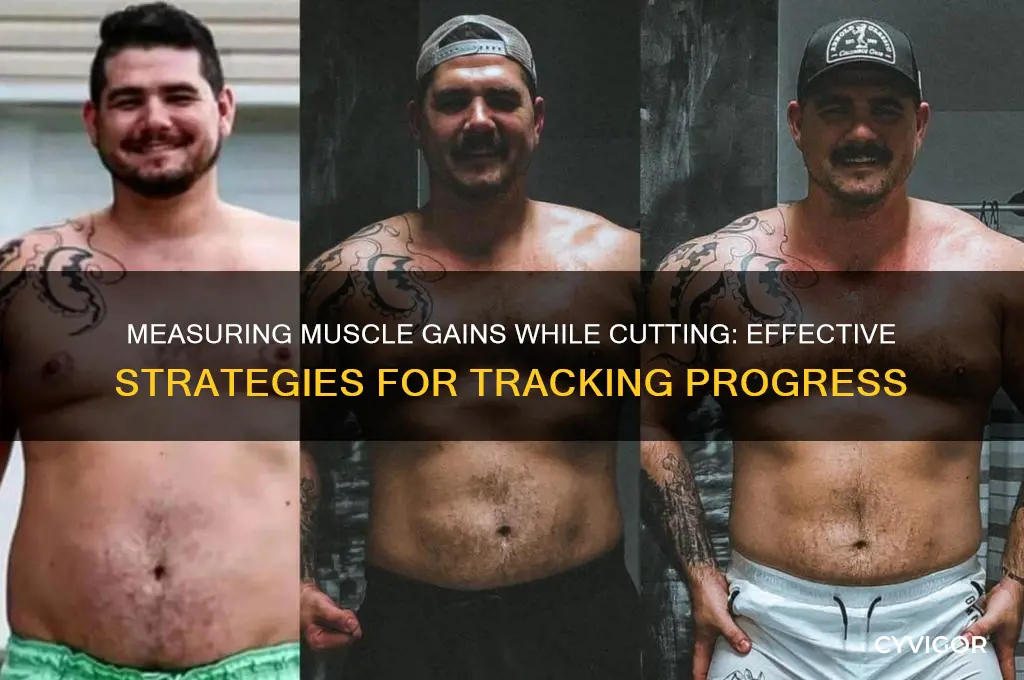 how to measure muscle gains while in a deficit