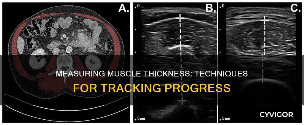 how to measure muscle thickness