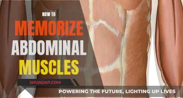 Mastering Muscle Memory: Abdominal Anatomy Memorization Techniques