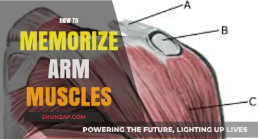Mastering Arm Anatomy: Effective Techniques to Memorize Muscles Easily