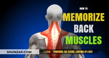 Mastering Muscle Memory: A Guide to Memorizing Back Muscles