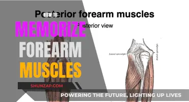 Mastering Muscle Memory: Forearm Flexors and Extensors