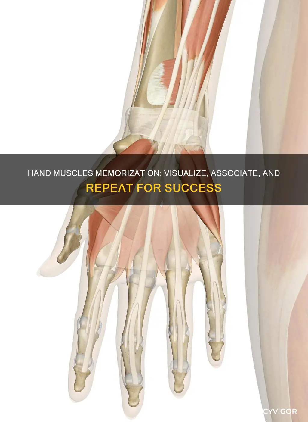how to memorize hand muscles