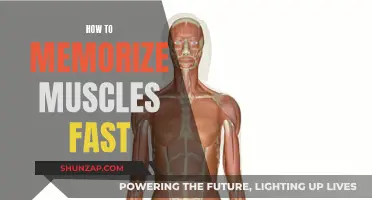 Memorizing Muscles: Fast and Effective Strategies for Success