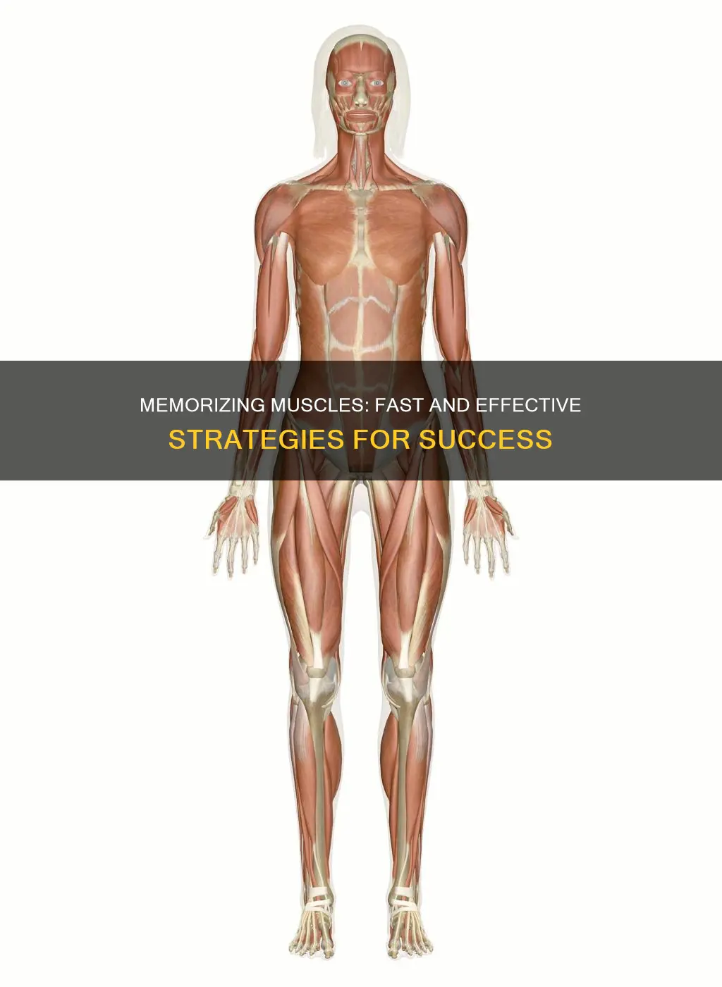 how to memorize muscles fast