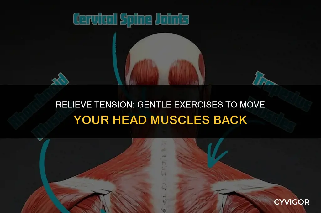 how to move the muscles in your head back