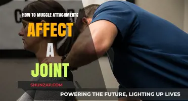 Exploring the Impact of Muscle Attachments on Joint Function and Health