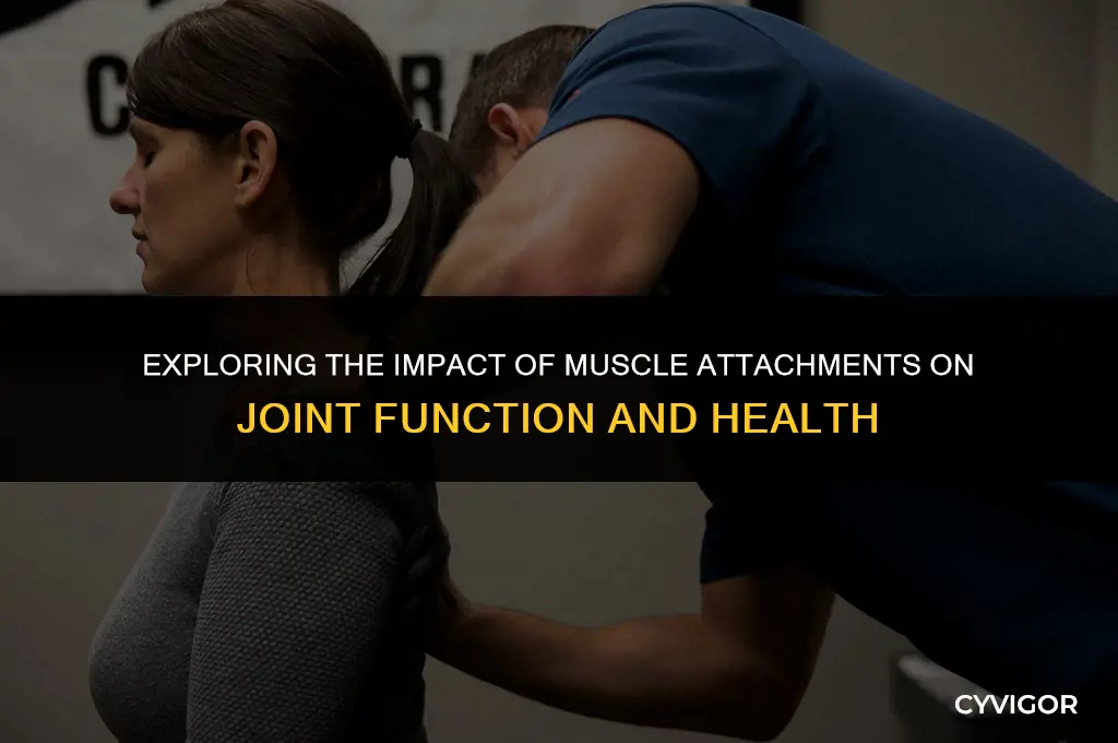 how to muscle attachments affect a joint