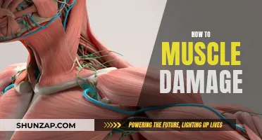 Muscle Damage: Causes, Prevention, and Recovery