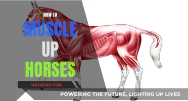 Muscling Up Your Horse: Strategies for Strength and Power
