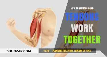 Muscles and Tendons: Uniting Strength and Flexibility in Motion