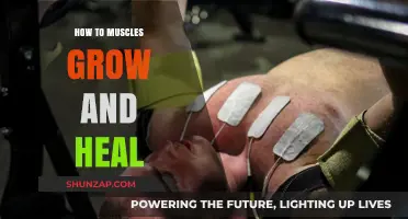 Muscle Growth and Recovery: Understanding the Science of Healing and Strength