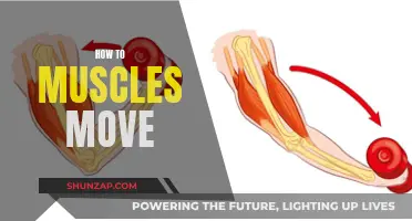 Building Blocks of Movement: Understanding Muscle Mechanics
