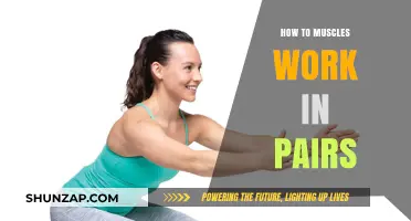 Understanding Muscle Pair Dynamics: How Agonists and Antagonists Work Together