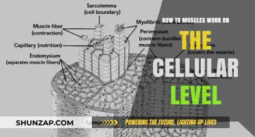 Unveiling Muscle Mechanics: A Cellular Journey of Contraction and Strength